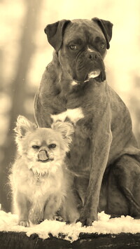 Szary + Sepia