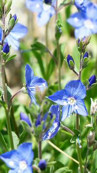 Oryginalny obrazek