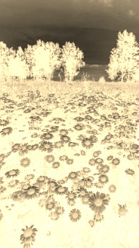Sepia + Negatyw