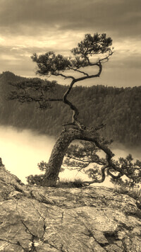 Sepia