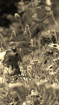 Szary + Sepia