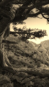 Szary + Sepia