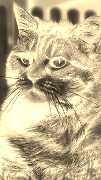 Sepia + Negatyw