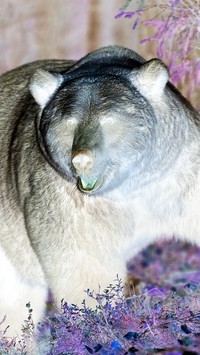 Negatyw