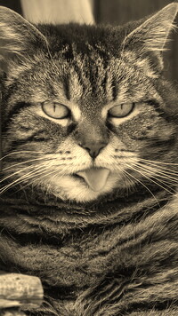 Szary + Sepia