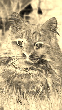 Sepia + Negatyw