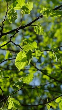 Oryginalny obrazek