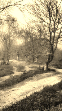 Szary + Sepia