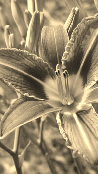 Szary + Sepia