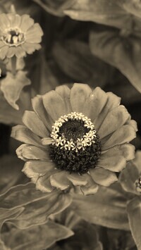 Szary + Sepia
