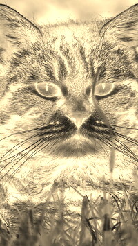 Sepia + Negatyw