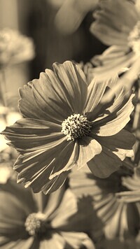 Szary + Sepia