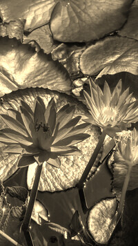 Szary + Sepia