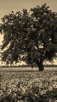 Szary + Sepia