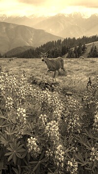 Szary + Sepia