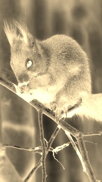 Sepia + Negatyw