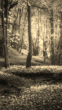 Szary + Sepia