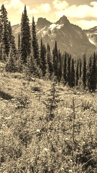 Szary + Sepia