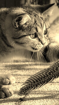 Szary + Sepia