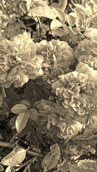 Szary + Sepia