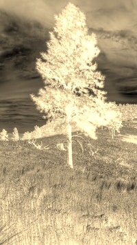 Sepia + Negatyw