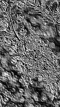 Skamielina
