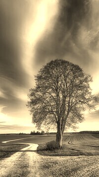Szary + Sepia