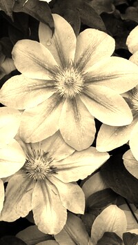 Sepia