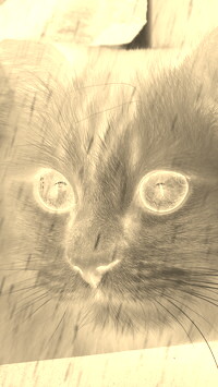 Sepia + Negatyw
