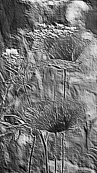 Skamielina