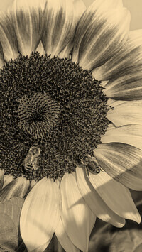 Szary + Sepia
