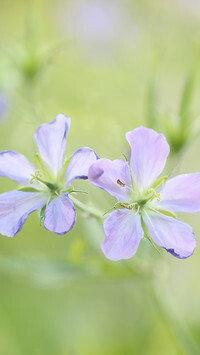 Oryginalny obrazek