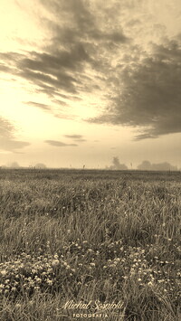 Szary + Sepia