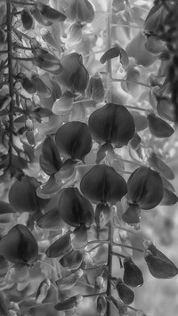 Szary + Negatyw