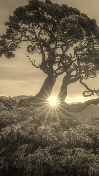 Szary + Sepia