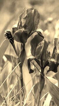 Szary + Sepia