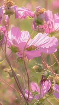 Oryginalny obrazek