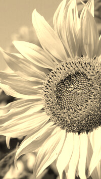 Szary + Sepia