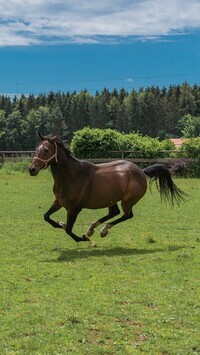 Oryginalny obrazek