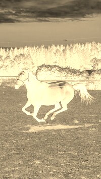 Sepia + Negatyw