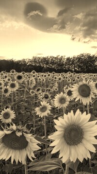Szary + Sepia
