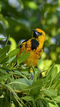 Oryginalny obrazek