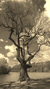 Szary + Sepia