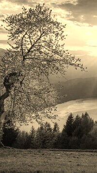 Sepia
