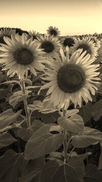 Szary + Sepia