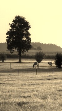 Szary + Sepia