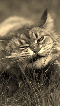 Szary + Sepia