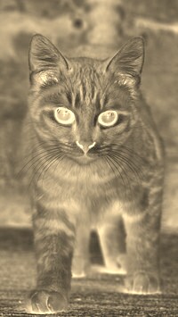 Sepia + Negatyw