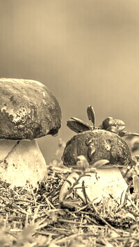 Szary + Sepia