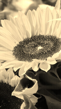 Szary + Sepia